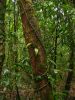27_Mossman_Gorge (6).jpg