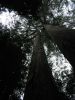27_Tahume_Forest_Reserve (0).jpg
