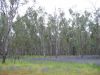 29 octobre 2005 - Narrandera nature reserve (18)_petit.jpg