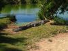 3_Darwin_Crocodile_Farm (0).jpg