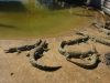 3_Darwin_Crocodile_Farm (3).jpg
