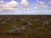 4_6_Nullarbor_Plain (15).jpg