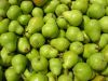 6_10_Pears_Picking_Shepparton (12).jpg