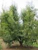 6_10_Pears_Picking_Shepparton (5).jpg