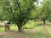 6_10_Pears_Picking_Shepparton (6).jpg