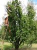 6_10_Pears_Picking_Shepparton (8).jpg