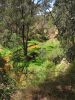 7 dcembre 2005 - Chiltern Mt Pilot National Park (14)_petit.jpg