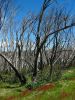 9 et 10 dcembre 2005 - De Khancoban  Cabramurra (12)_petit.jpg