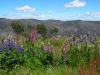 9 et 10 dcembre 2005 - De Khancoban  Cabramurra (22)_petit.jpg