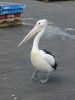 Fish Markets (0)_petit~0.jpg