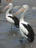 Fish Markets (32)_petit.jpg