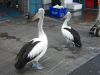 Fish Markets (35)_petit.jpg