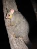 IMG_7681_petit.jpg