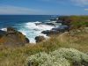 PhillipIsland_petit_ (18).jpg