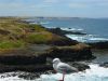 PhillipIsland_petit_ (19).jpg
