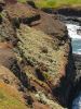 PhillipIsland_petit_ (21).jpg