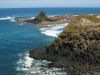 PhillipIsland_petit_ (23).jpg