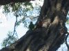 Royal Botanic Garden (11)_petit~0.jpg