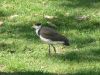 Royal Botanic Garden (14)_petit~0.jpg