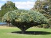 Royal Botanic Garden (18)_petit.jpg