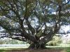 Royal Botanic Garden (19)_petit.jpg