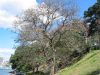 Royal Botanic Garden (31)_petit~0.jpg
