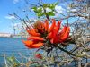 Royal Botanic Garden (32)_petit~0.jpg