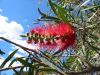 Royal Botanic Garden (34)_petit~0.jpg