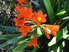 Royal Botanic Garden (35)_petit.jpg