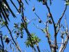 Royal Botanic Garden (52)_petit~0.jpg