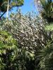 Royal Botanic Garden (58)_petit.jpg