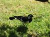 Royal Botanic Garden (7)_petit.jpg