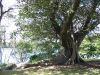 Royal Botanic Garden (8)_petit.jpg