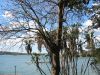 Royal Botanic Garden (9)_petit~0.jpg
