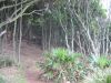 Royal National Park (28)_petit.jpg