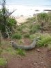 Royal National Park (29)_petit.jpg