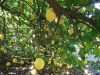 citron (0).jpg